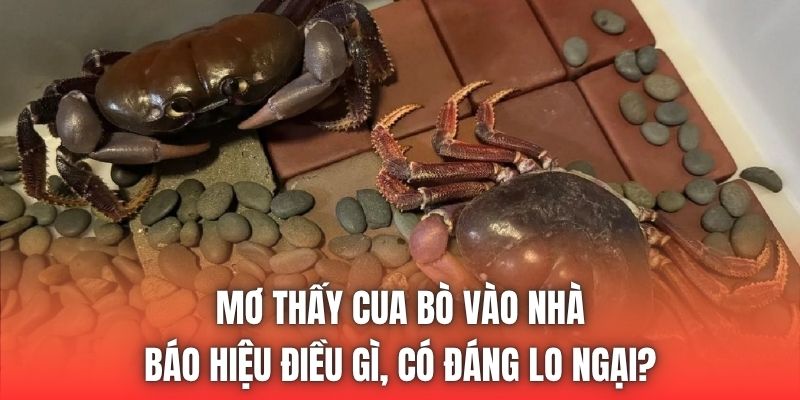 Mơ Thấy Cua Bò Vào Nhà Báo Hiệu Điều Gì, Có Đáng Lo Ngại?